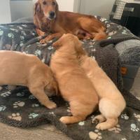 Cuccioli golden retriever