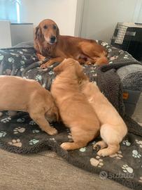 Cuccioli golden retriever