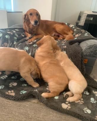 Cuccioli golden retriever