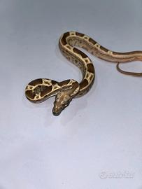 Boa constrictor imperator