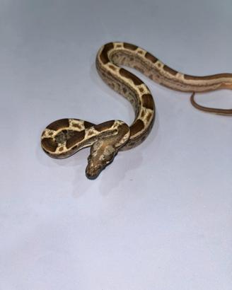 Boa constrictor imperator
