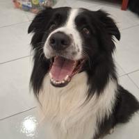 Cane border collie