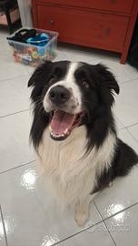 Cane border collie