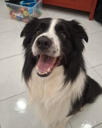 Cane border collie