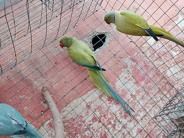 Parrocchetti dal collare opalini