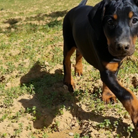 Dobermann pedigree ENCI