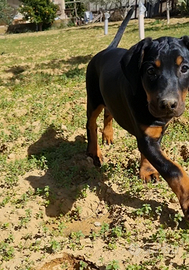 Dobermann pedigree ENCI