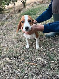 Cuccioli Beagle