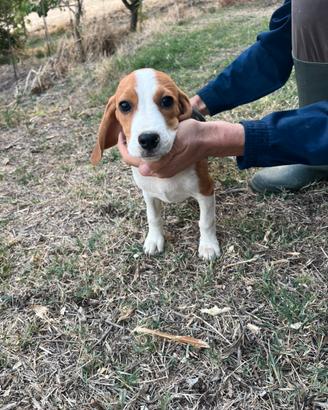 Cuccioli Beagle