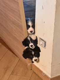 Cuccioli adorabili Border collie