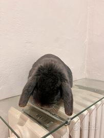 Coniglio Nano Ariete