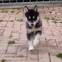 Cucciolo di husky