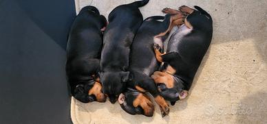 Pinscher nano