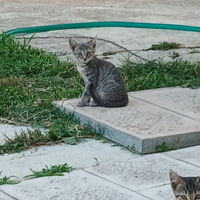 Gattini disponibili da subito