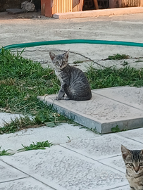 Gattini disponibili da subito