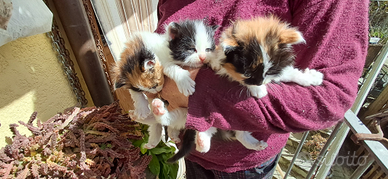 Gattini Siberiano pelo lungo tricolore