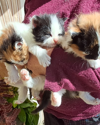 Gattini Siberiano pelo lungo tricolore