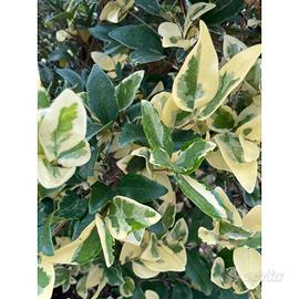 Texano variegato