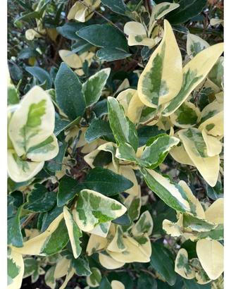 Texano variegato