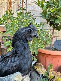 Gallo di razza Ayam Cemani puro