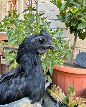 Gallo di razza Ayam Cemani puro