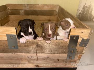 American pitbull terrier ukc