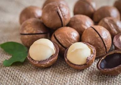 pianta di Noce Macadamia fruttifera altezza mt. 2