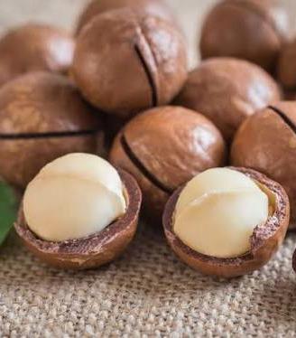 pianta di Noce Macadamia fruttifera altezza mt. 2