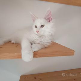 Cucciolo Maine Coon