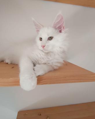 Cucciolo Maine Coon
