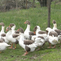 Coppie Oche Pezzate Venete