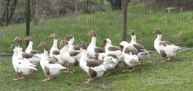 Coppie Oche Pezzate Venete