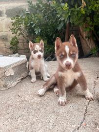 Cuccioli Siberian Husky
