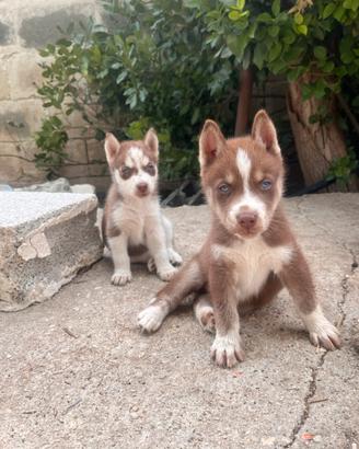 Cuccioli Siberian Husky