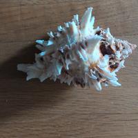 Conchiglia da collezione 