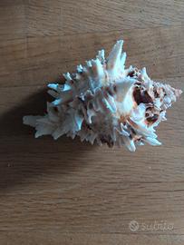 Conchiglia da collezione 