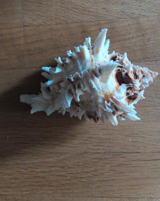 Conchiglia da collezione 