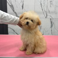 Barboncino mini toy 6 mesi