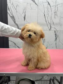 Barboncino mini toy 6 mesi