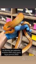 Pantherophis guttatus