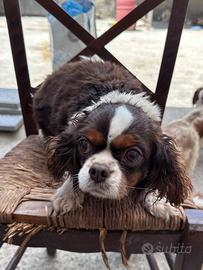 Cavalier king femmina 2 anni