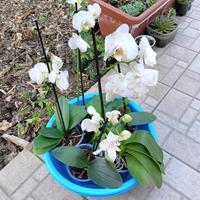 5 piantine di orchidee