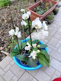 5 piantine di orchidee