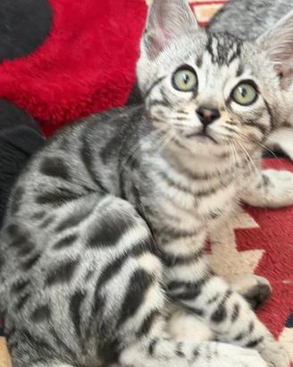 Cuccioli pura razza gatto bengala