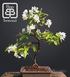 bonsai 