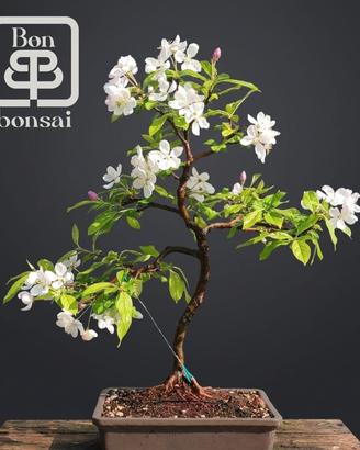 bonsai 