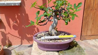 BONSAI Ficus carica  FICO DA FRUTTO