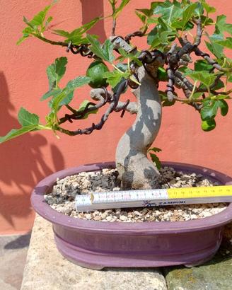BONSAI Ficus carica  FICO DA FRUTTO