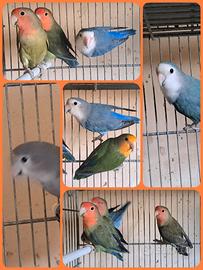 Inseparabili roseicollis