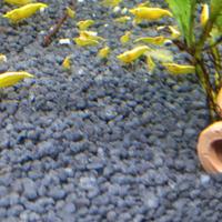 Neocaridine Davidi Yellow Fire Neon